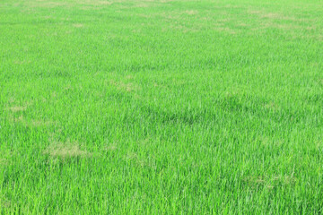 Green rice field background in top view for graphic design or wallpaper.