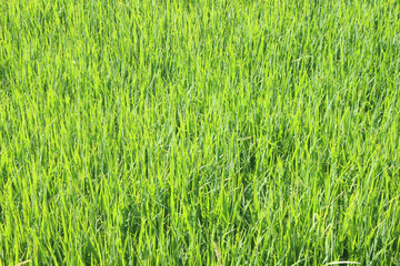 Green rice field background in top view for graphic design or wallpaper.