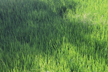 Green rice field background in top view for graphic design or wallpaper.