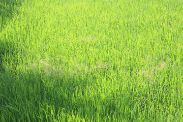 Green rice field background in top view for graphic design or wallpaper.