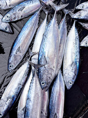 fresh fish at the market