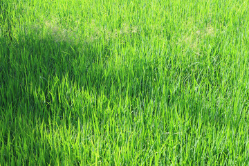 Green rice field background in top view for graphic design or wallpaper.