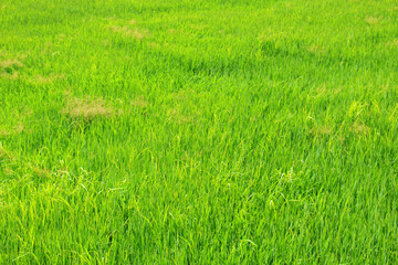 Green rice field background in top view for graphic design or wallpaper.