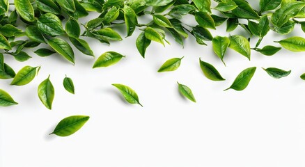 Obraz premium Fresh green leaves scattered on white background