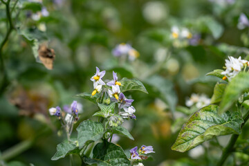 Solanum douglasii is a North American species of plant in the family Solanaceae, greenspot nightshade. Soberanes Point Trail, California State Route 1, Monterey County, California.	