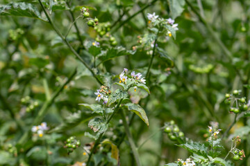 Solanum douglasii is a North American species of plant in the family Solanaceae, greenspot nightshade. Soberanes Point Trail, California State Route 1, Monterey County, California.	