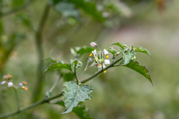 Solanum douglasii is a North American species of plant in the family Solanaceae, greenspot nightshade. Soberanes Point Trail, California State Route 1, Monterey County, California.	