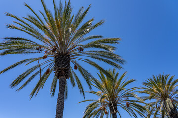 Phoenix Dactylifera Date Palm Floweringplant