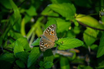 Orange Butterfly Close-Up with Black Wing Patterns on White Background – Macro Nature Photography