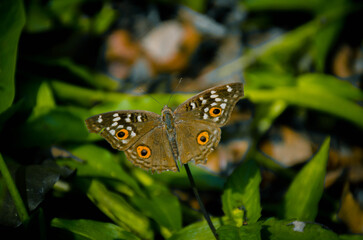 Orange Butterfly Close-Up with Black Wing Patterns on White Background – Macro Nature Photography