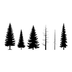 Evergreen and bare trees silhouettes evergreen trees