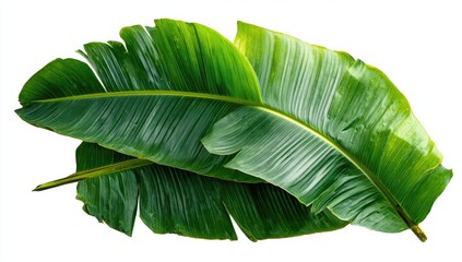 Two vibrant green banana leaves overlapping, close-up against white