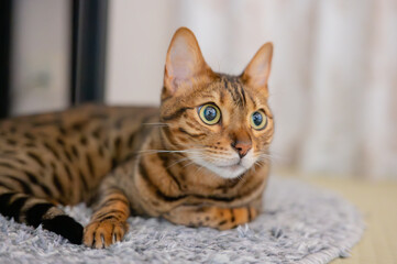 床に寝そべる猫（ベンガルキャット）