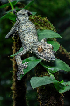A giant leaf-tailed gecko (Uroplatus fimbriatus) camouflaged on a bark and leaves in a tropical rainforest. This nocturnal lizard native to Madagascar.
