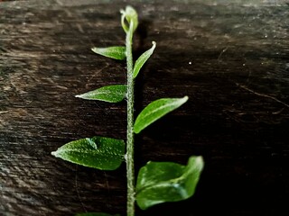 green sprout on the ground