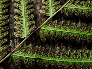 close up of fern leaf © ayu