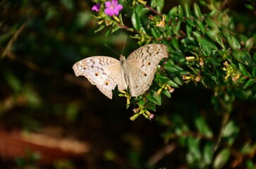 White Butterfly on Pink Clover Flower – Macro Nature Photography with Soft Focus and Green Background