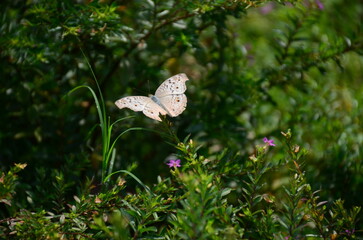 White Butterfly on Pink Clover Flower – Macro Nature Photography with Soft Focus and Green Background