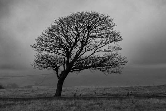 Isolated tree with bare branches standing in a mist-covered rural landscape, in black and white