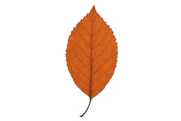 Vibrant orange leaf showing intricate veins on transparent background