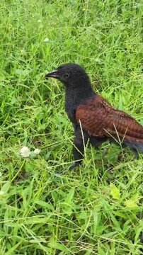 Vertical video of a Greater Coucal perched on grass, moving naturally under warm morning sunlight in a peaceful Thai countryside setting. Perfect for wildlife, nature, and tropical environment project