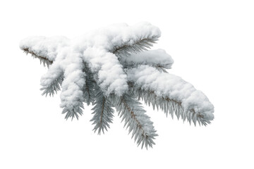Snow covered pine branch on transparent background