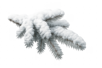 Snow covered pine branch on transparent background