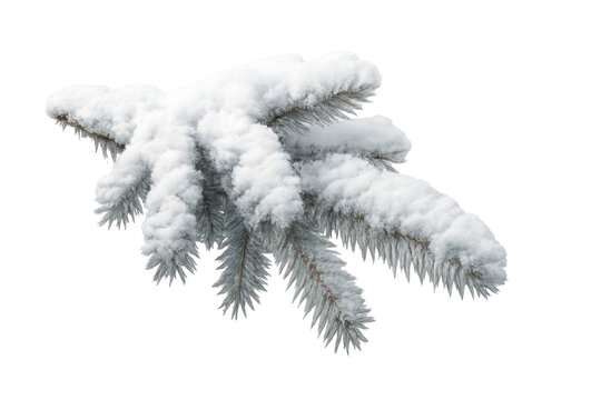 Snow covered pine branch on transparent background - Powered by Adobe