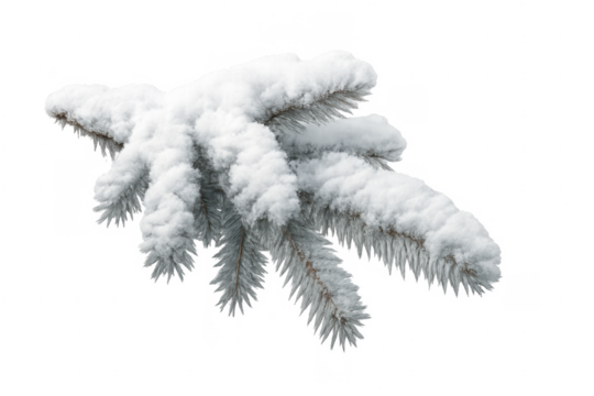 Snow covered pine branch on transparent background