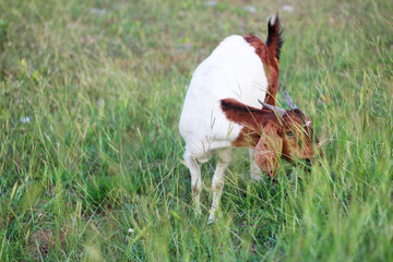 Goats are eating grass.