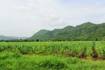 Natural atmosphere of an agricultural garden