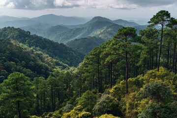 Obraz premium Verdant mountain range with lush forests. A sweeping vista of rolling hills and valleys, densely forested with pine trees and various shades of green foliage. 