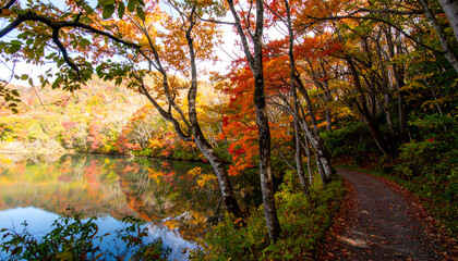 Tranquil Autumn Scene with Colorful Foliage by a Calm Lake in a Forest