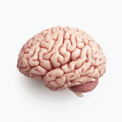 Fresh brain, top-down view, pale pink,  folds and grooves