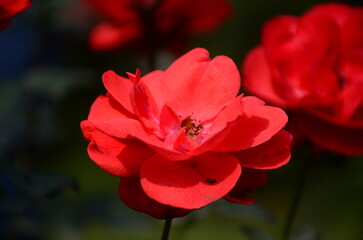 Fototapeta premium Bright Red Rose in Full Bloom – Close-Up Flower Photography