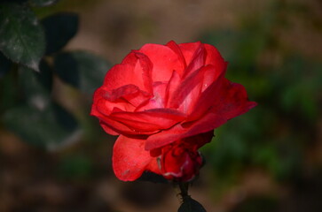 Bright Red Rose in Full Bloom – Close-Up Flower Photography