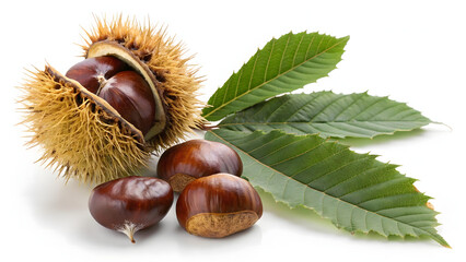 chestnuts isolated on white background