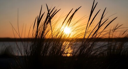 Golden Sunset Through Silhouetted Grass