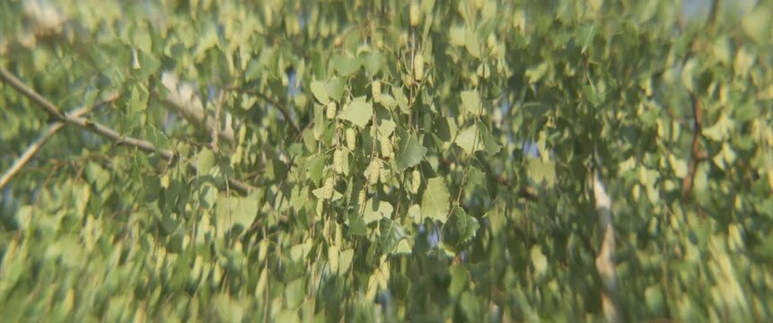 Tree of Betula pendula by summer 4K anamorphic footage