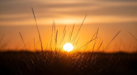 Golden Sunset Through Silhouettes of Tall Grass