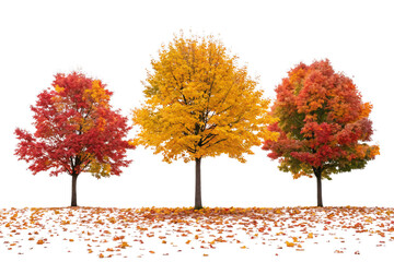 Naklejka premium Three autumn trees in full fall foliage displaying red yellow orange colors with scattered leaves, isolated on a transparent background