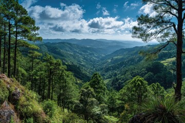 Obraz premium Expansive mountain valley vista. Lush green slopes descend into a valley, framed by towering pine trees and dramatic clouds