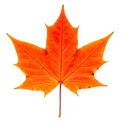 Vivid Orange Maple Leaf Detailed Closeup Autumn Foliage