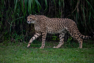 Portrait of a cheetah walking on grass near tall vegetation.