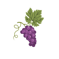 Ripe purple grape with leaves. doodle flat modern style drawing. Autumn harvest and wine shop design. Healthy fruit. Vector illustration.