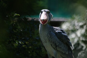 Calling shoebill (Balaeniceps rex) in an animal exhibit