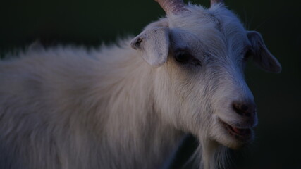 Obraz premium くつろぐヤギ