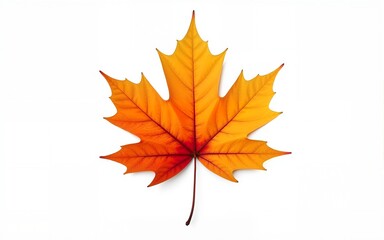 Obraz premium autumn season concept, maple leaf isolated on white background. High quality