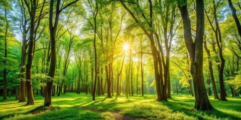 Obraz premium Sunny Day Lush Green Forest Landscape Scene
