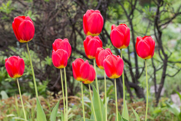 red tulips with yellow edges. herbaceous perennial bulbous spring plants of the Lily family